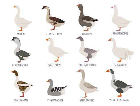 5 Best Geese for Pets: Top Domestic Breeds for Your Home