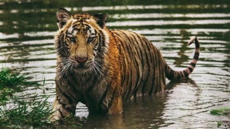 Bengal tiger could go extinct as Sundarban habitats entirely vanish by ...