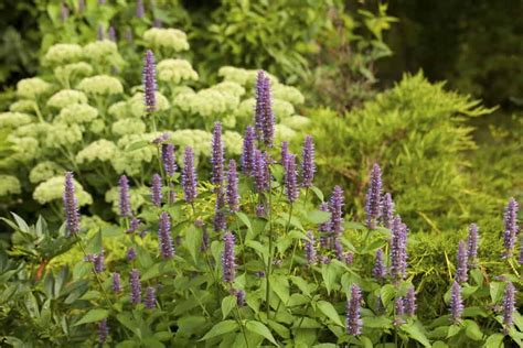 How to Plant Anise Hyssop? (Complete Growing & Care Tips)