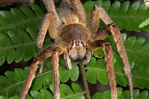 The Brazilian wandering spider Phoneutria nigriventer Keyserling, 1891... | Download Scientific ...