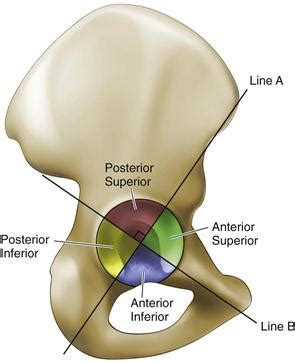 Hip Anatomy - Recon - Orthobullets