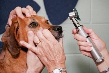 Pet Eye Care | Animal Care Unlimited, Columbus, OH