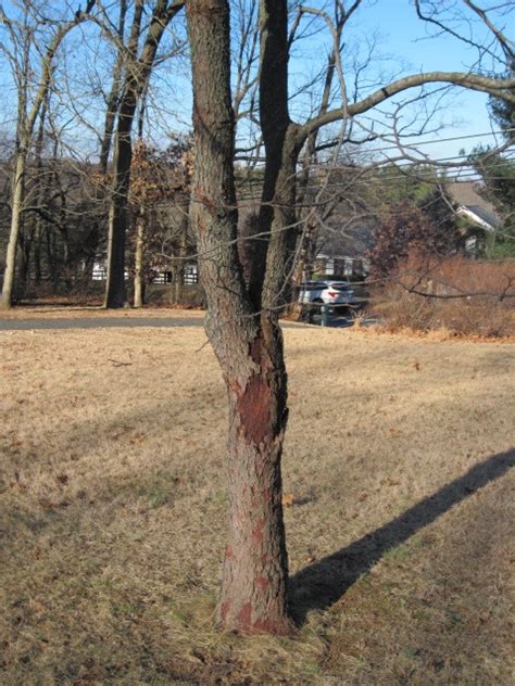 Redbud Bark Disease #438792 - Ask Extension