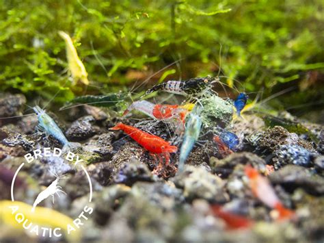 Assorted Neocaridina Shrimp (Neocaridina davidi), BREDBY: Aquatic Arts ...