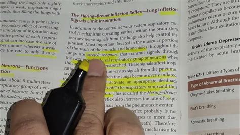 Hering-Breuer inflation reflex - YouTube