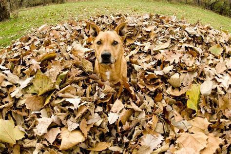 Why pet owners should avoid letting dogs frolick in leaf piles