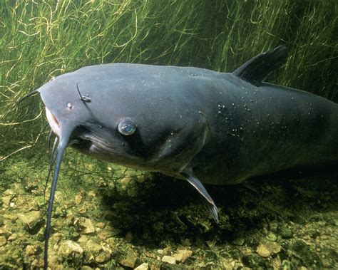 Channel Catfish - Ictalurus punctatus image - Free stock photo - Public Domain photo - CC0 Images