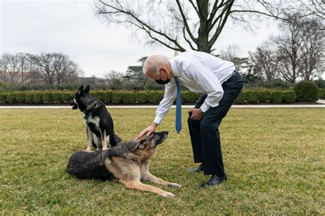 Major Biden Returns To White House: See Joe Biden’s Dog – Hollywood Life