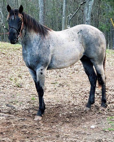 Harts Slim Nickel 2016 AQHA blue roan stallion Owned by A Little Moore Ranch | Blue roan ...