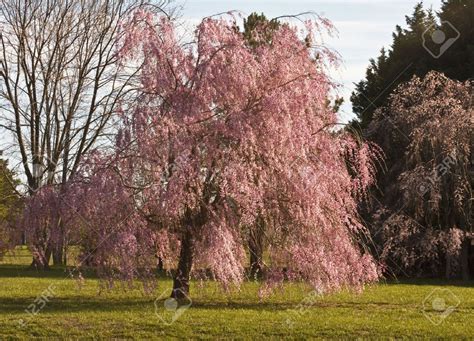 Weeping willow tree in full bloom in the spring time. | Saule pleureur, Saules qui pleurent ...