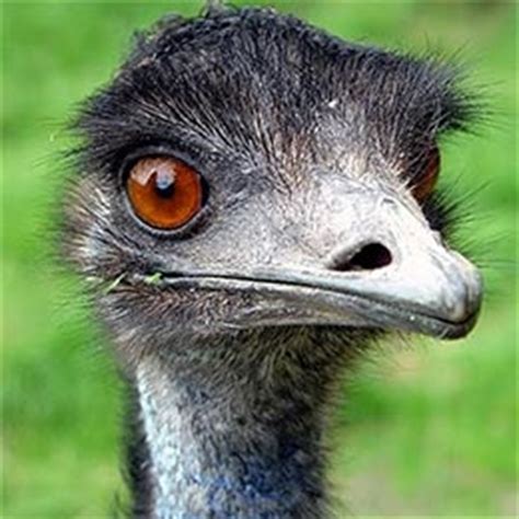 Ostriches & Emus - United Poultry Concers