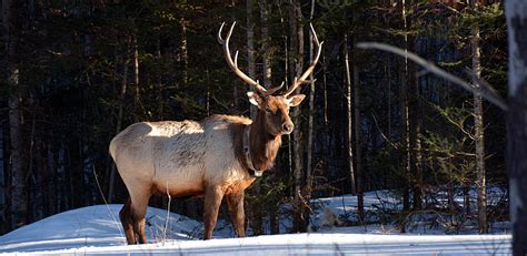 Clam Lake, Wisconsin Elk Viewing | Northern Wisconsin Elk