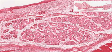 Oral Cavity, Pharynx, Esophagus, and Stomach | histology