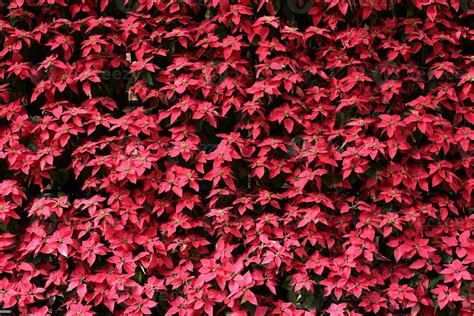 Vertical landscaping design with plants and flowers on the wall ...