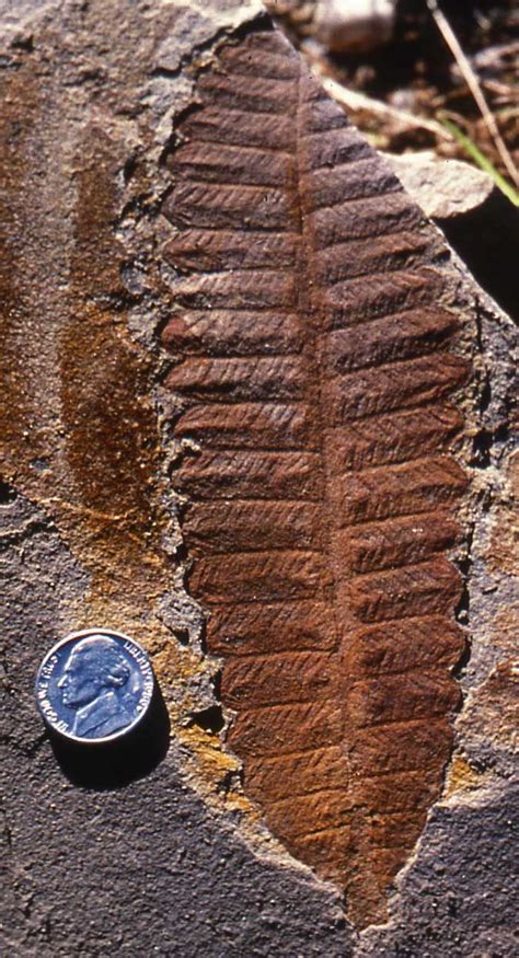 Glossopteris. Gigantopteridales: (P) Major portion of Late Paleozoic and Triassic Gondwanan ...