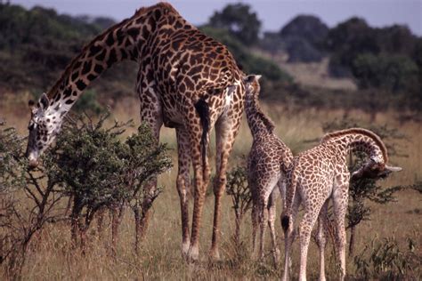 File:Giraffe Family.jpg - Wikimedia Commons