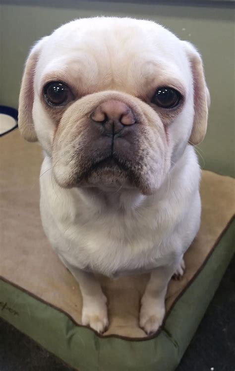 This Is My Dog, Stanley. He’s A Pug And French Bulldog Mix | Bored Panda