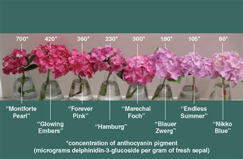 Curious Chemistry Guides Hydrangea Colors | American Scientist