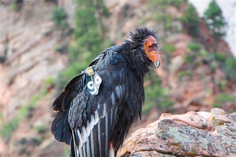 10 Amazing Facts About California Condors - Bird Watching Academy