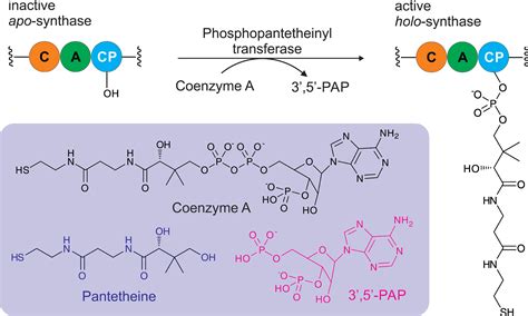 The phosphopantetheinyl transferases: catalysis of a post-translational modification crucial for ...