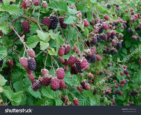 239 Marion berries Images, Stock Photos & Vectors | Shutterstock