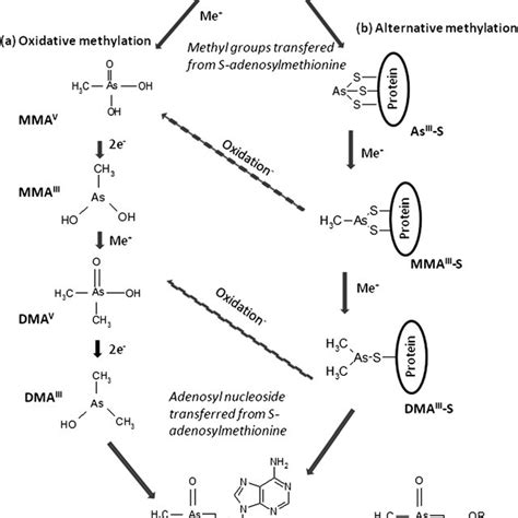 Chemical structures of arsenic compounds cited. | Download Scientific ...