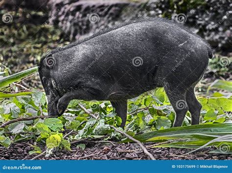 White-lipped peccary 2 stock image. Image of fauna, population - 103175699