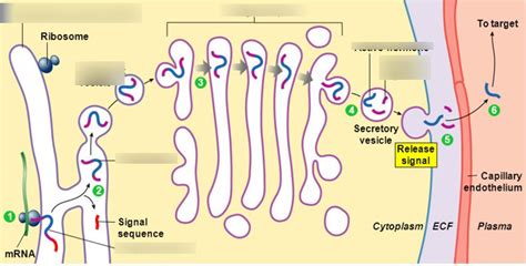 Peptide Hormone Synthesis and Processing Diagram | Quizlet