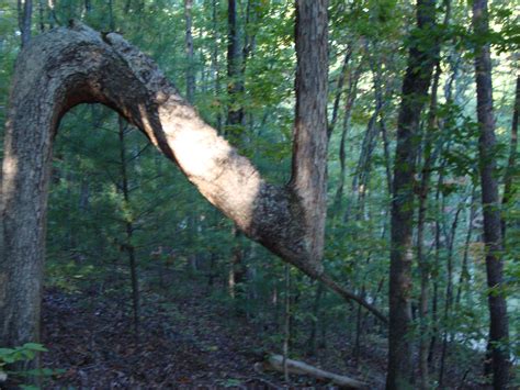 Indian trail tree from Western North Carolina Great Smoky Mountains ...