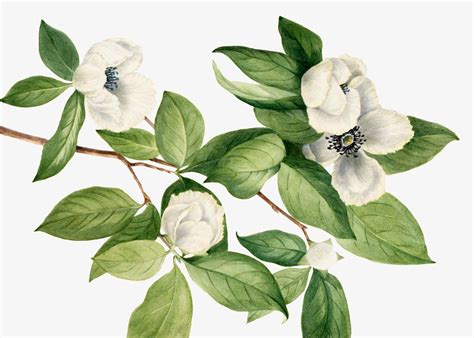 Vintage White Floral Mural Wallpaper | Floral Wallpaper | Eazywallz