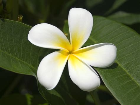 Fijian Frangipani Wallpaper Flowers Nature Wallpapers in jpg format for ...