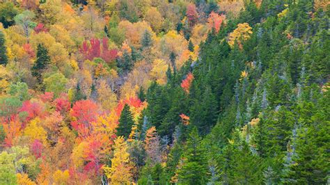 Forest in autumn from upper Inlook Trail, White Mountain National ...