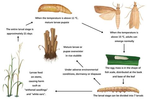 Defense Strategies of Rice in Response to the Attack of the Herbivorous Insect, Chilo suppressalis