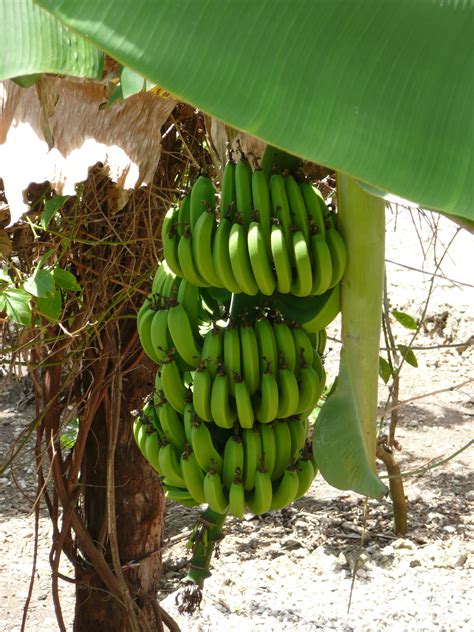 File:Punta Cana banana tree.jpg - Wikimedia Commons
