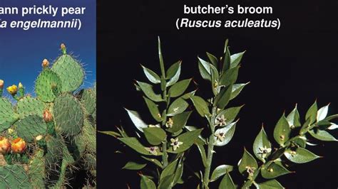 Cladode | plant anatomy | Britannica