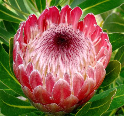 Awesome Protea Flower Of South Africa 2021 - Flowyes