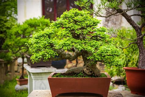 Top 5 Indoor Bonsai Plants to Lit Up Your Living Room in 2021 - Brick 99