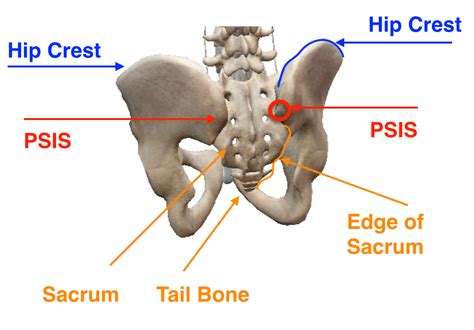 Releasing Myofascial Restriction for Yoga: TFL | soma system®