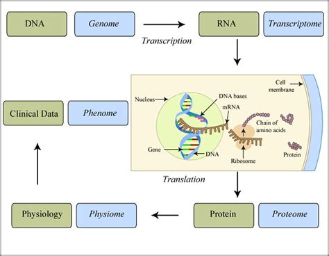 Gene Expression | Flowchart of gene expression. Format Diagr… | Flickr