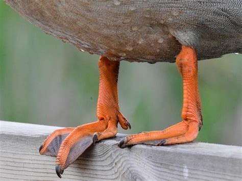 What Are Ducks’ Feet Called? A Guide to Understanding… | Birdfact