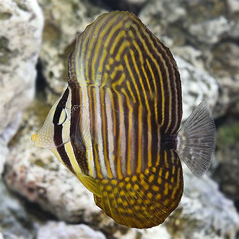 Cá Chim Dù Biển Đỏ - Desjardin’s Sailfin Tang - Rin Aquarium