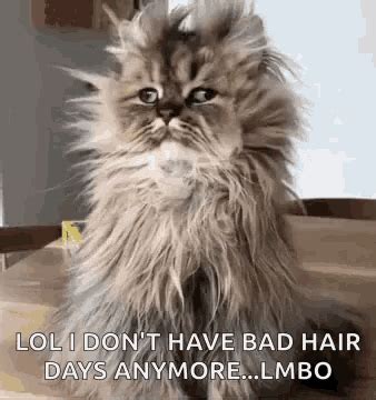 Bad Hair Days Good Morning GIF - BadHairDays GoodMorning FunnyAnimals ...