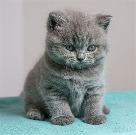 Pin by Catfanclub Rosie on Mini british Shorthair | British shorthair ...