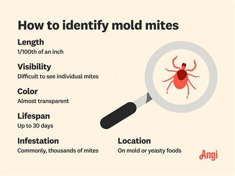 What Are Mold Mites? And How Do You Get Rid of Them?