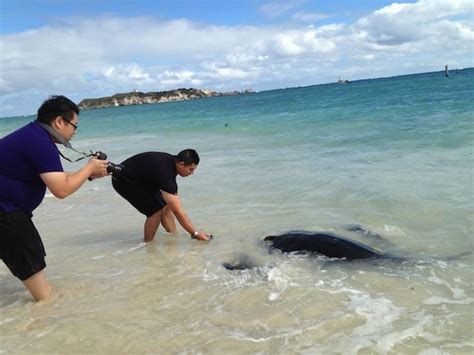 Get up Close to Wild Stingrays - MARGARET RIVER ADVENTURE Co.