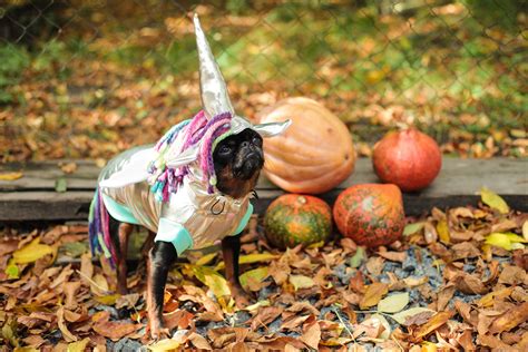 Fantastic Unicorn Dog Costume Helloween Dog Costume Dog | Etsy