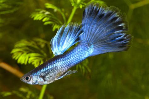 Guppy Breeding | Best How Do Guppies Breed?