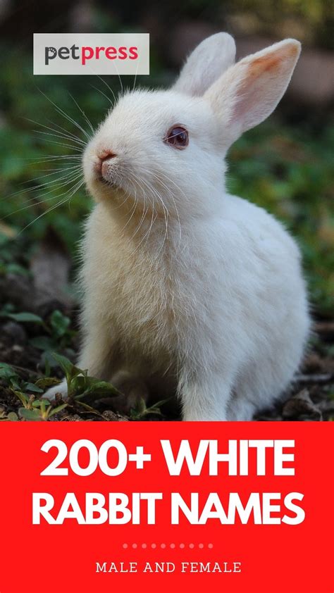 200+ White Rabbit Names: Names For Male & Female White Rabbits