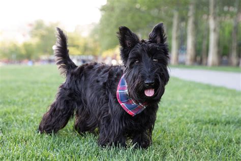 Scottish Terrier Mix Puppies