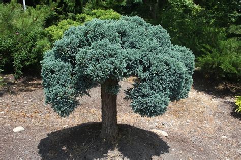 Juniperus squamata ‘Blue Star Standard’ - Hickory Hollow Nursery and ...